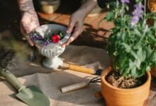 optimize digital growth tools